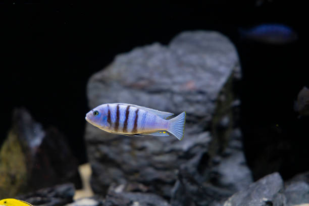 Acquario comunitario con ciclidi colorati, rocce e piante