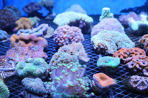 Acquario marino di barriera con coralli colorati sotto luce blu