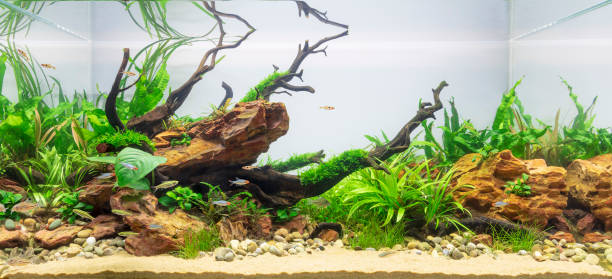 Acquario piantumato in stile aquascaping