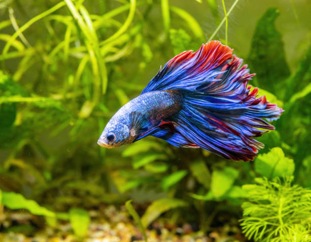 Pesce combattente Betta splendens blu e rosso tra le piante