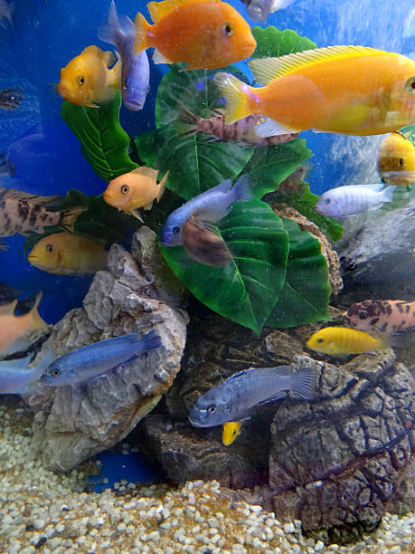 Ciclidi colorati del lago Malawi in acquario biotopo africano