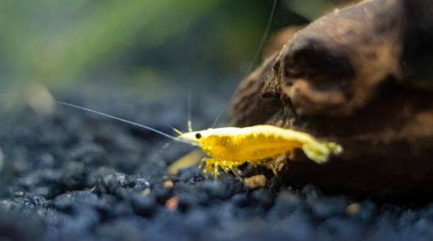 Gamberetto ornamentale Neocaridina giallo su substrato scuro