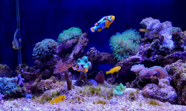 Nano acquario marino con coralli e pesci pagliaccio in miniatura
