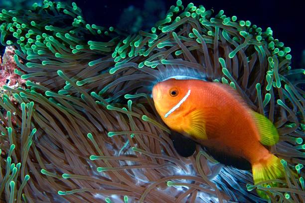 Pesce pagliaccio arancione tra i tentacoli di un anemone
