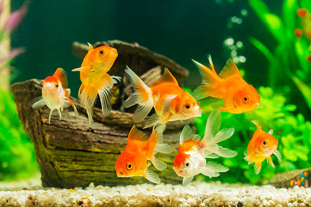 Pesci rossi goldfish in acquario con piante verdi